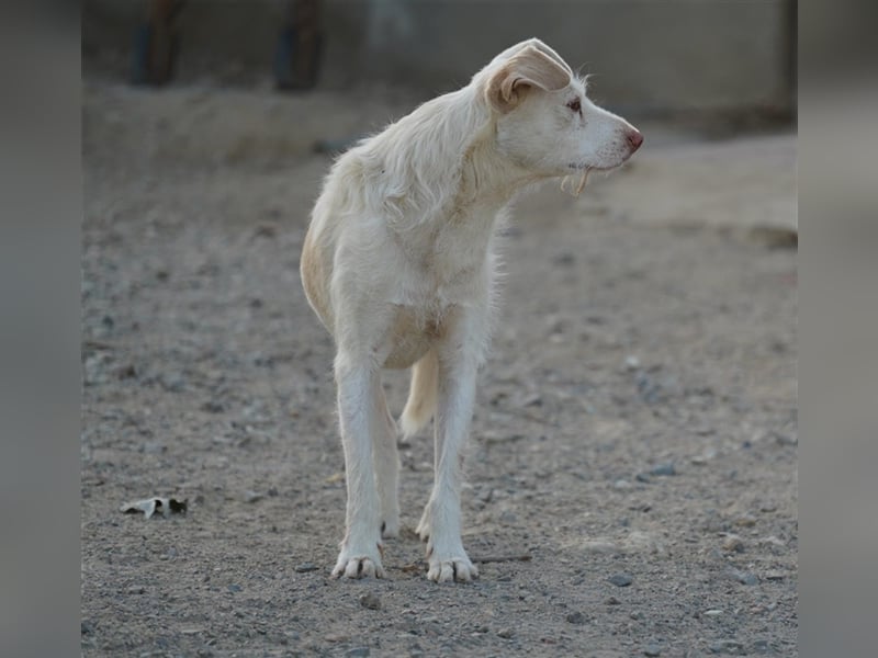 NICO- misshandelt aber freundlich immernoch