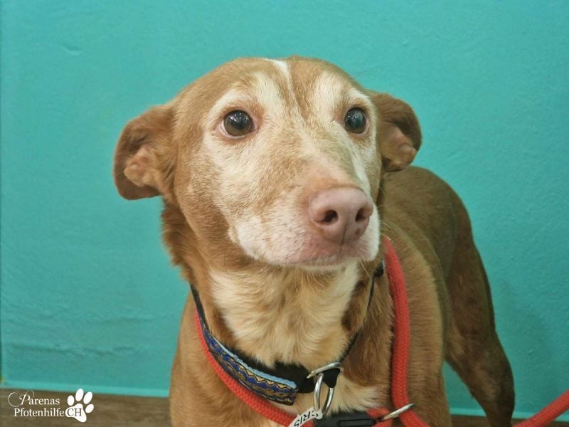 Cristian ist vom Wesen her entspannt und ausgeglichen