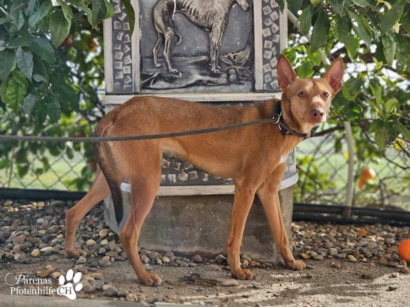 Merlin ist anfangs zurückhaltend, fast aber schnell Vertrauen