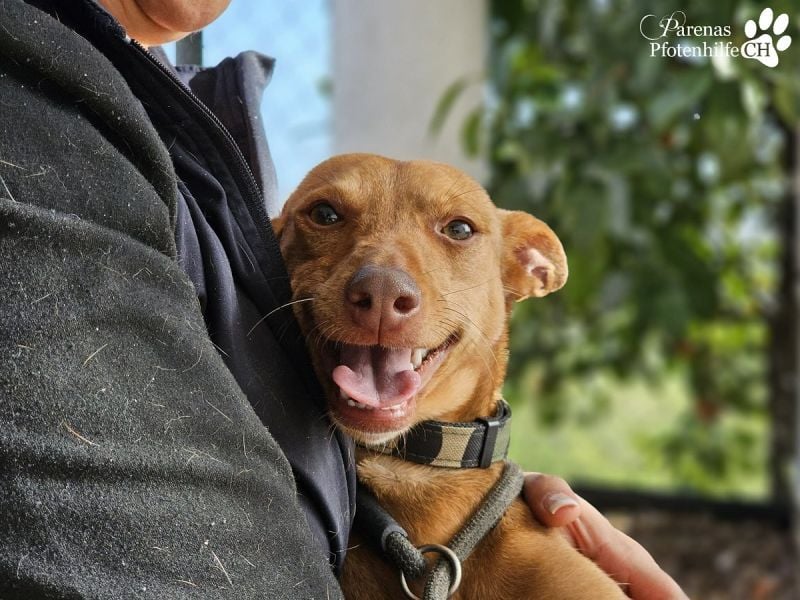 Merlin ist anfangs zurückhaltend, fast aber schnell Vertrauen
