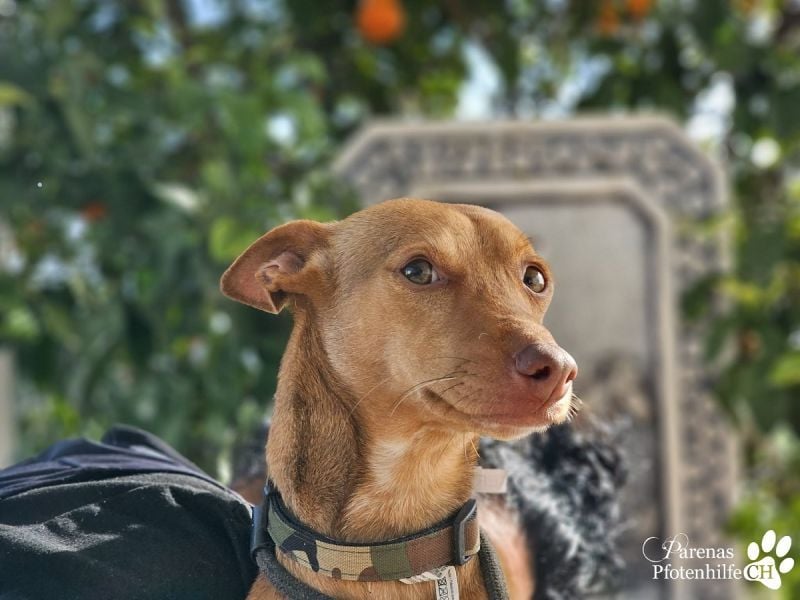 Merlin ist anfangs zurückhaltend, fast aber schnell Vertrauen