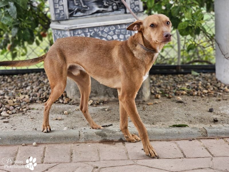 Merlin ist anfangs zurückhaltend, fast aber schnell Vertrauen