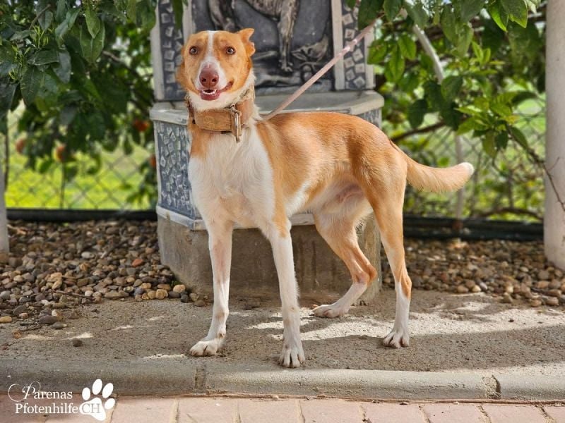 Nautico ist ein absoluter Schatz, fröhlich, verspielt und sehr verschmust