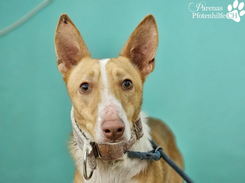 Nautico ist ein absoluter Schatz, fröhlich, verspielt und sehr verschmust