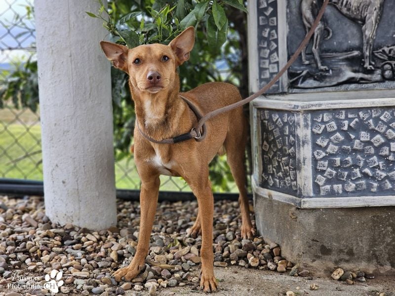 Merlin ist anfangs zurückhaltend, fast aber schnell Vertrauen