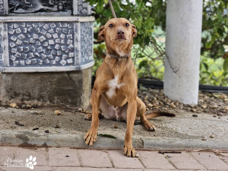 Merlin ist anfangs zurückhaltend, fast aber schnell Vertrauen