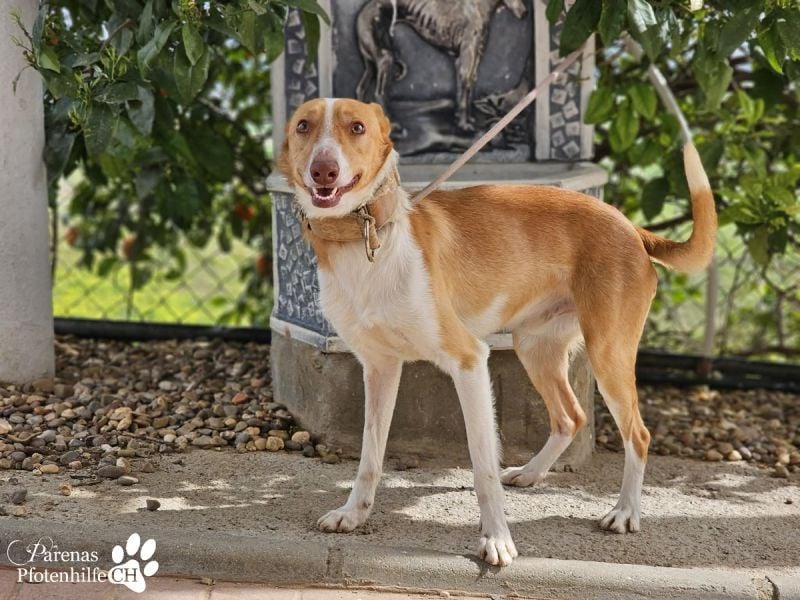 Nautico ist ein absoluter Schatz, fröhlich, verspielt und sehr verschmust