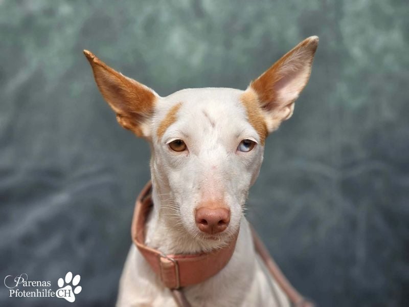 Nivea bezaubert durch ihre fröhliche und ausgeglichene Art