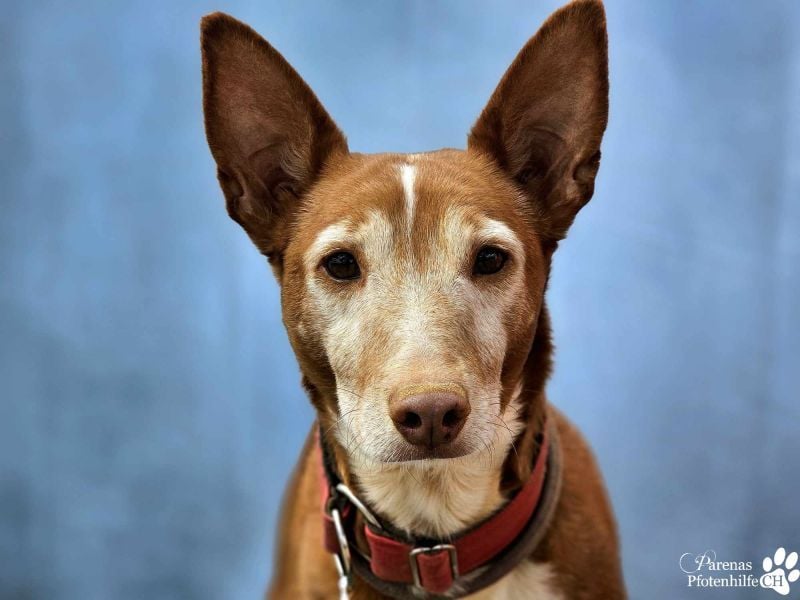 Cristian ist vom Wesen her entspannt und ausgeglichen