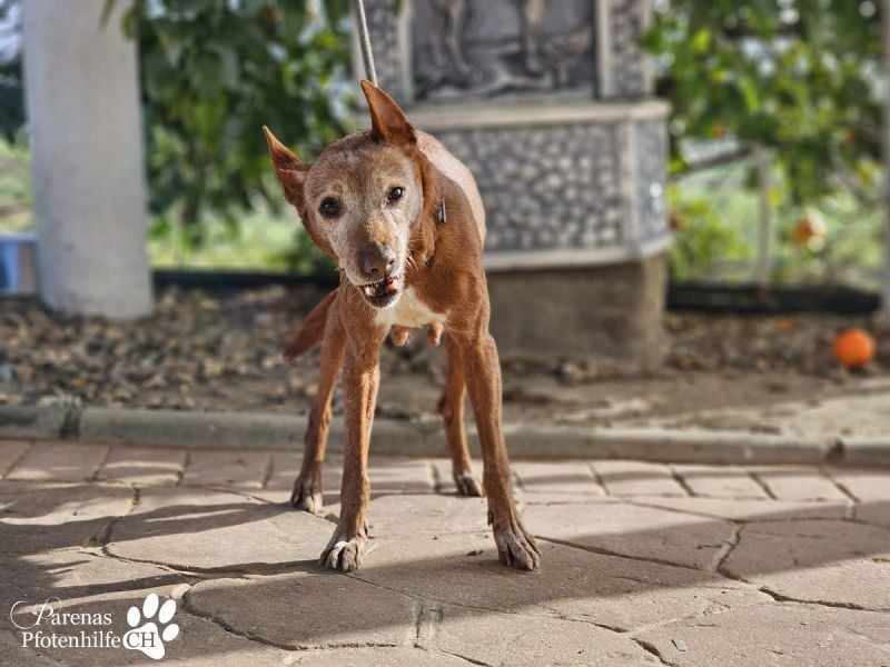 Mariela hat ein ruhiges, fröhliches Wesen