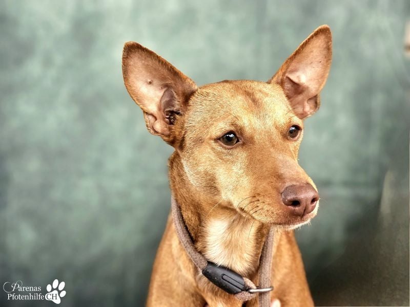 Merlin ist anfangs zurückhaltend, fast aber schnell Vertrauen