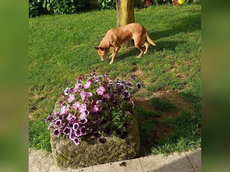 ❤️AUREA❤️    ❗NOTFALL❗