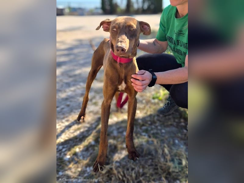 ❤️ PERALES ❤️