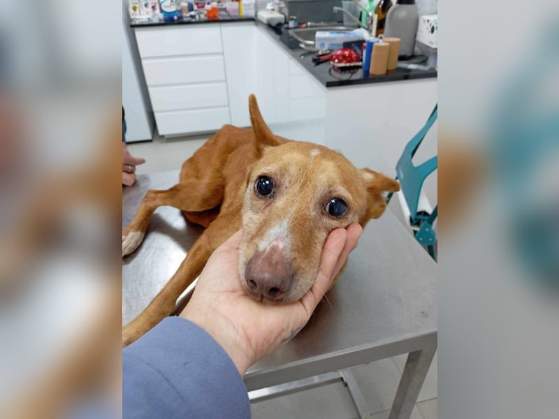 ❤️AUREA❤️    ❗NOTFALL❗