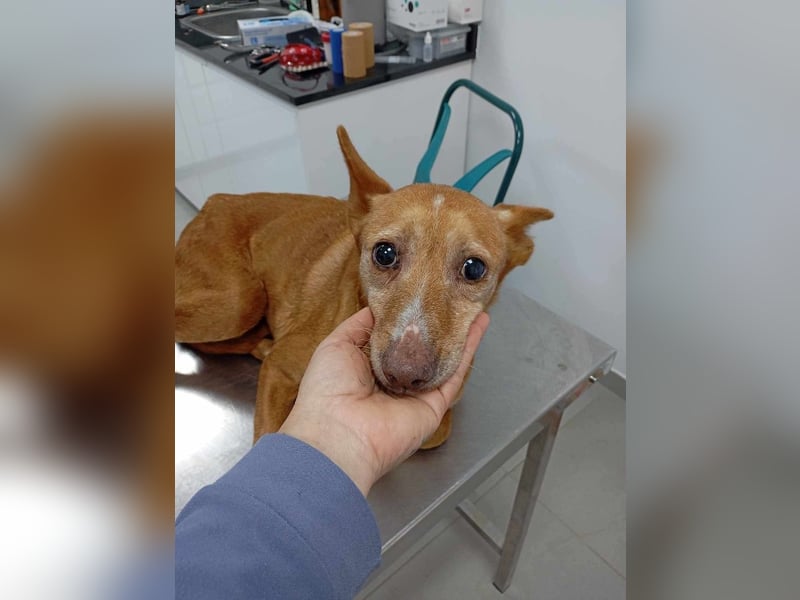 ❤️AUREA❤️    ❗NOTFALL❗