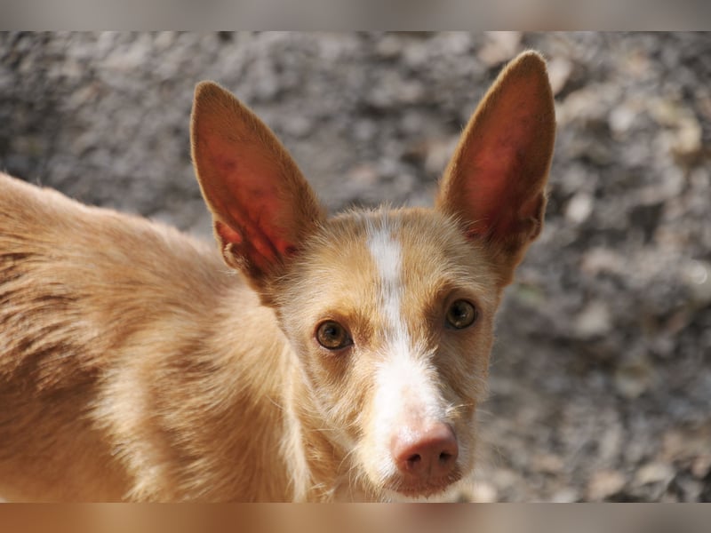 Darf Penny gemeinsam mit Ihnen die kalten Wintertage auf der Couch verbringen?
