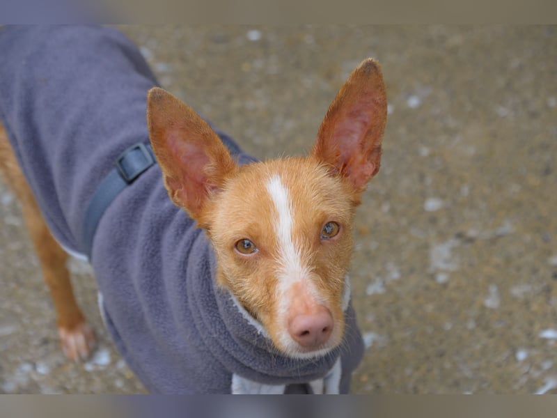 Darf Penny gemeinsam mit Ihnen die kalten Wintertage auf der Couch verbringen?