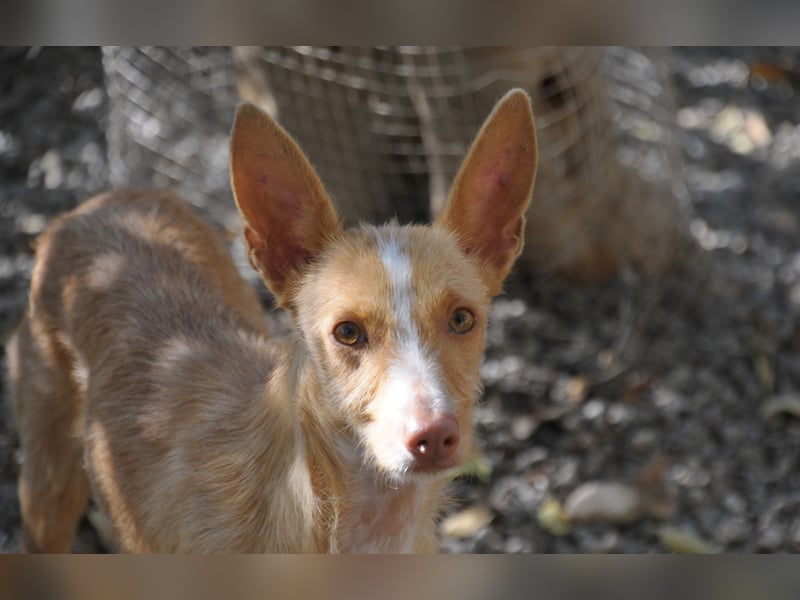 Darf Penny gemeinsam mit Ihnen die kalten Wintertage auf der Couch verbringen?