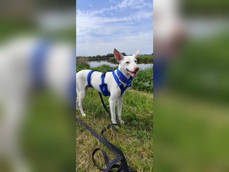 Kleiner zarter Podenco sucht sein Zuhause