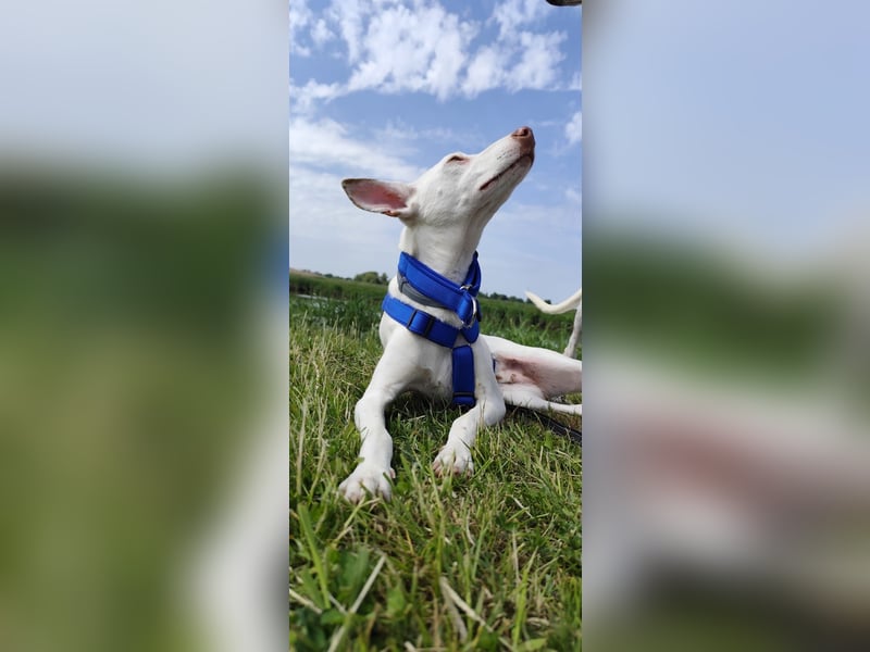 Kleiner zarter Podenco sucht sein Zuhause
