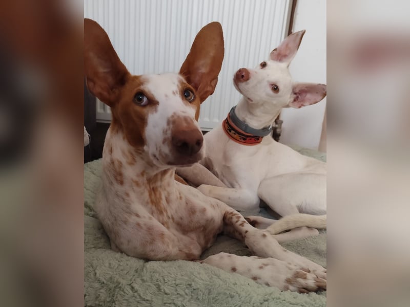 Kleiner zarter Podenco sucht sein Zuhause