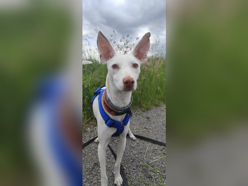 Kleiner zarter Podenco sucht sein Zuhause