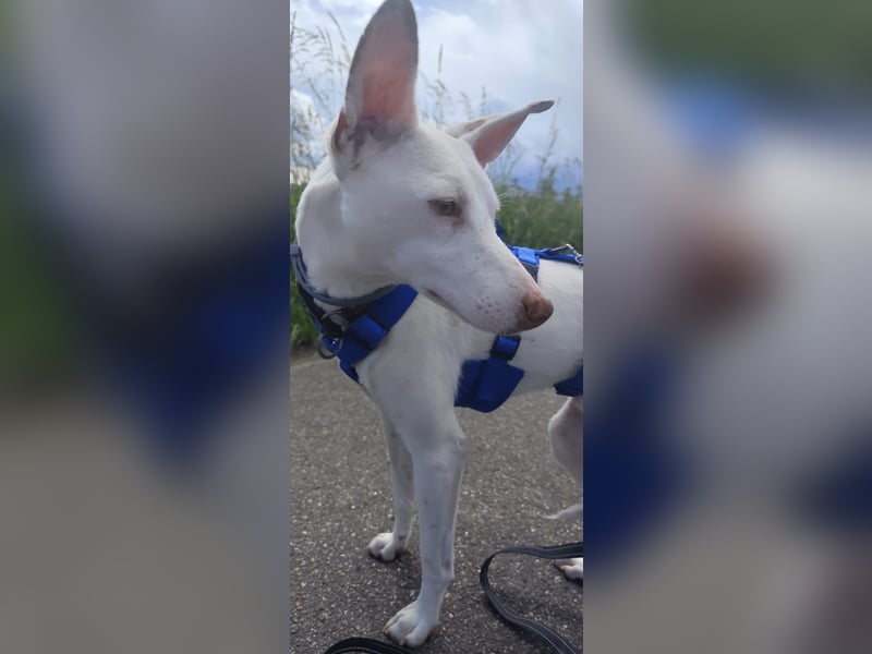 Kleiner zarter Podenco sucht sein Zuhause