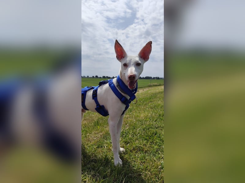 Kleiner zarter Podenco sucht sein Zuhause
