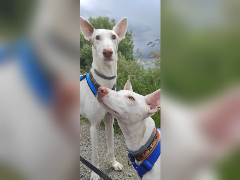 Kleiner zarter Podenco sucht sein Zuhause