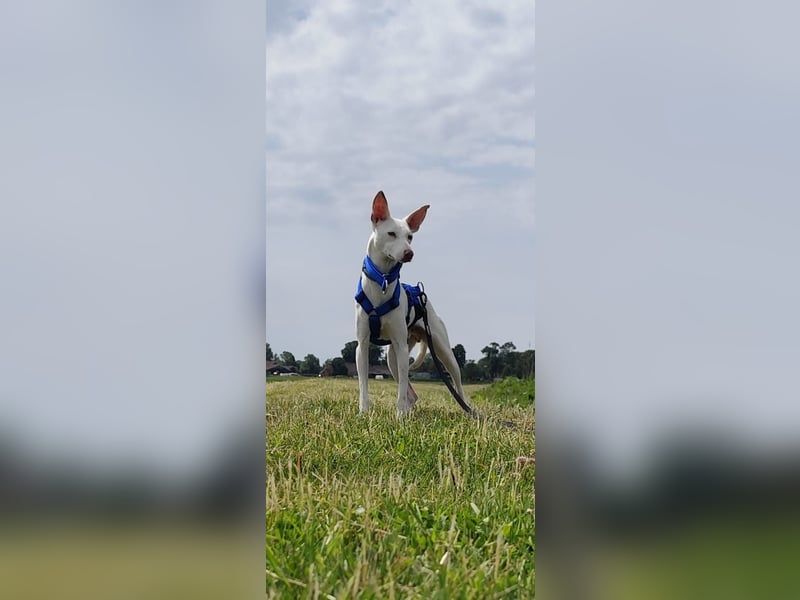 Kleiner zarter Podenco sucht sein Zuhause