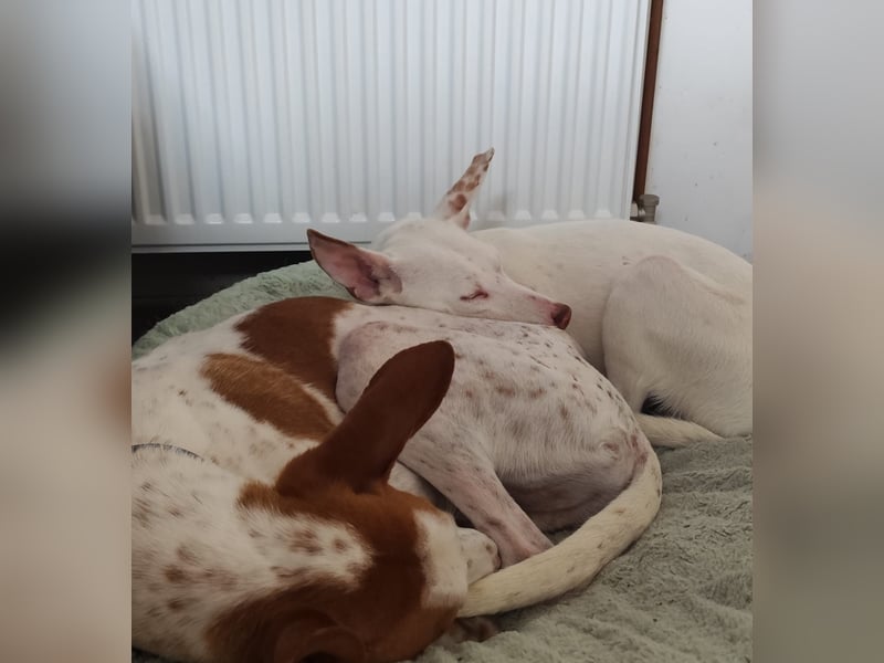 Kleiner zarter Podenco sucht sein Zuhause