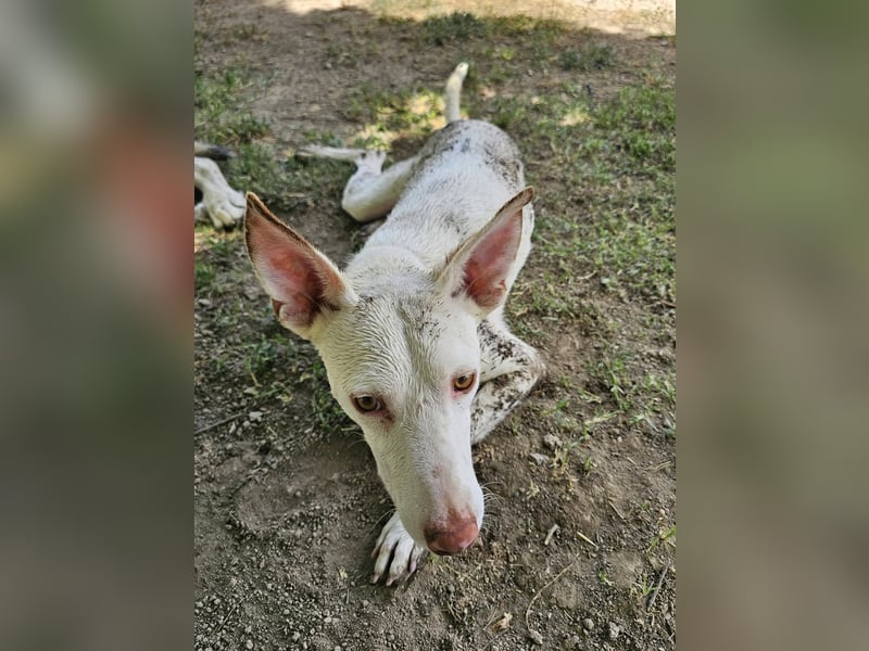 Kleiner zarter Podenco sucht sein Zuhause