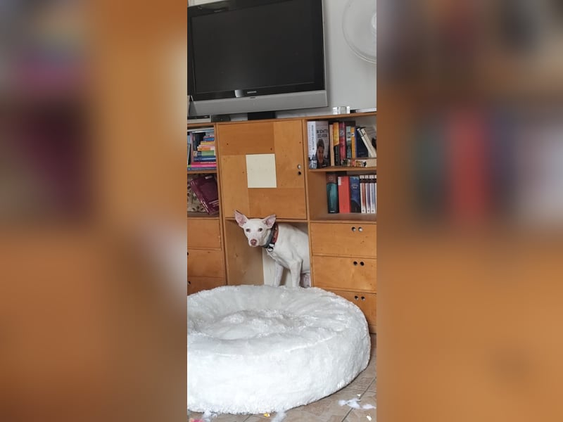 Kleiner zarter Podenco sucht sein Zuhause