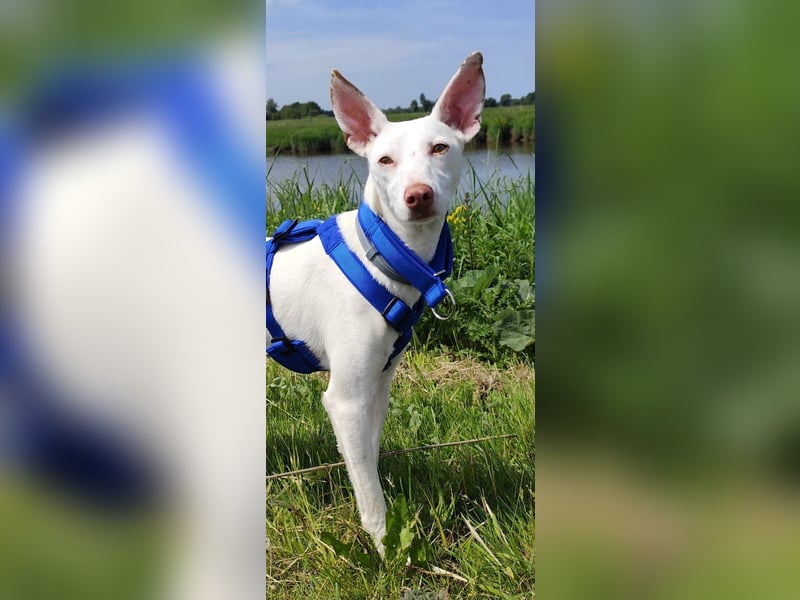 Kleiner zarter Podenco sucht sein Zuhause