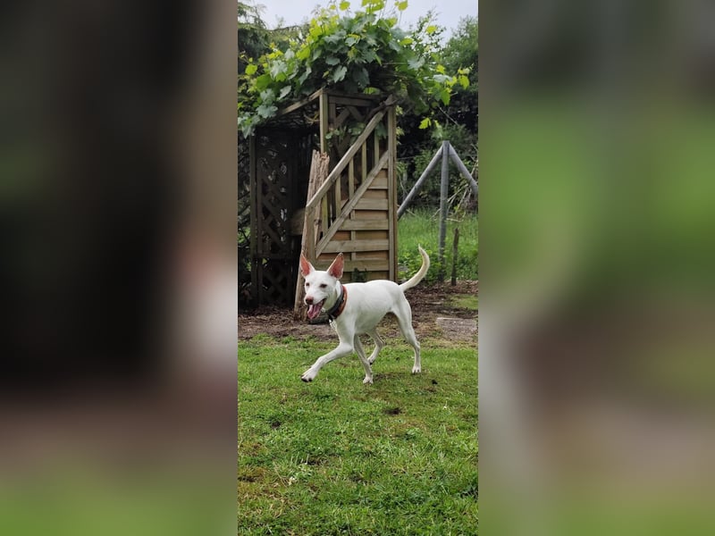 Kleiner zarter Podenco sucht sein Zuhause