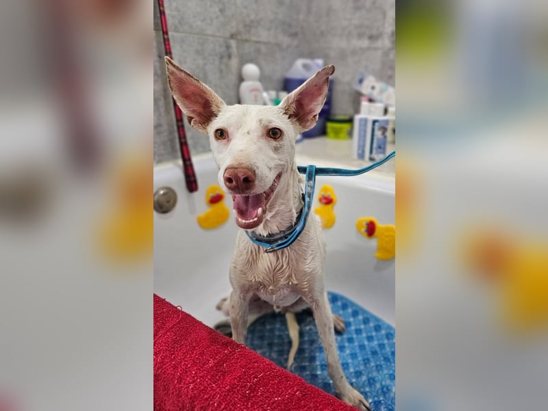 Kleiner zarter Podenco sucht sein Zuhause