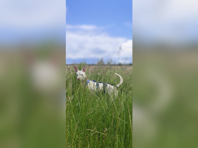 Kleiner zarter Podenco sucht sein Zuhause
