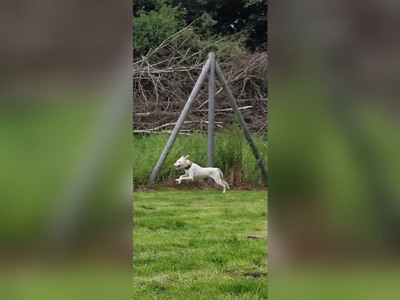 Kleiner zarter Podenco sucht sein Zuhause