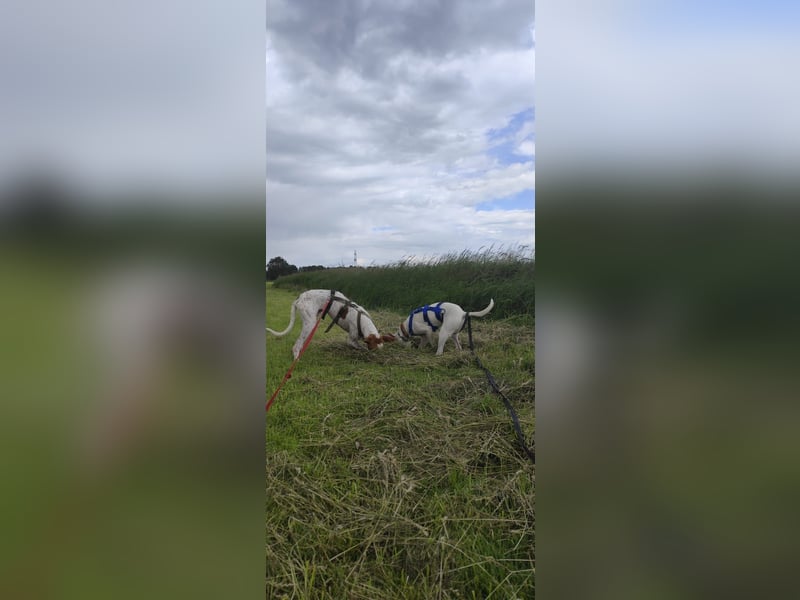 Kleiner zarter Podenco sucht sein Zuhause