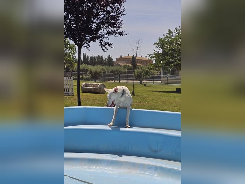 Kleiner zarter Podenco sucht sein Zuhause