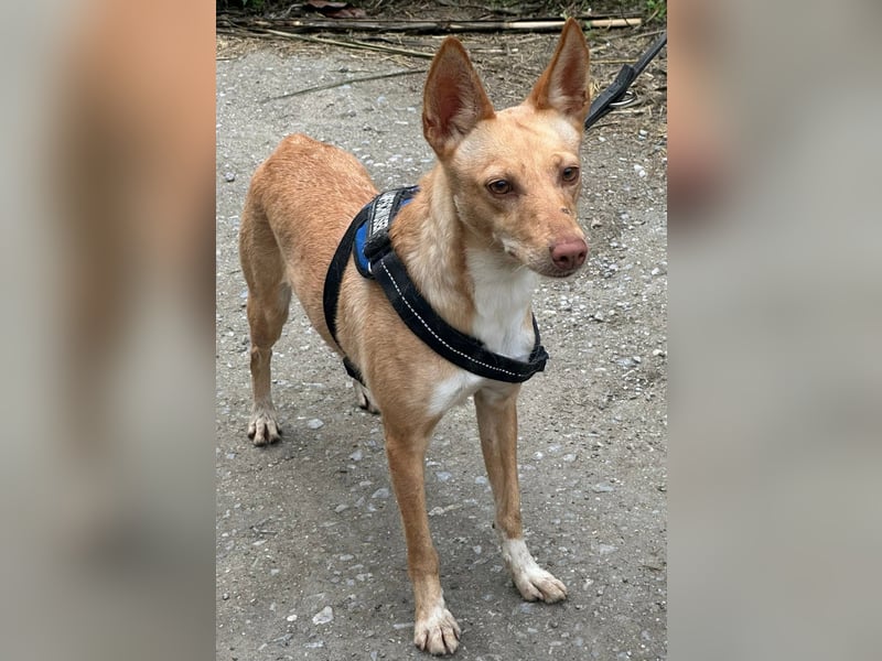 Pandora sucht ihre Familie