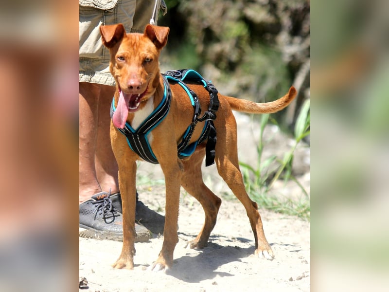 POLDI möchte dein Herz erobern