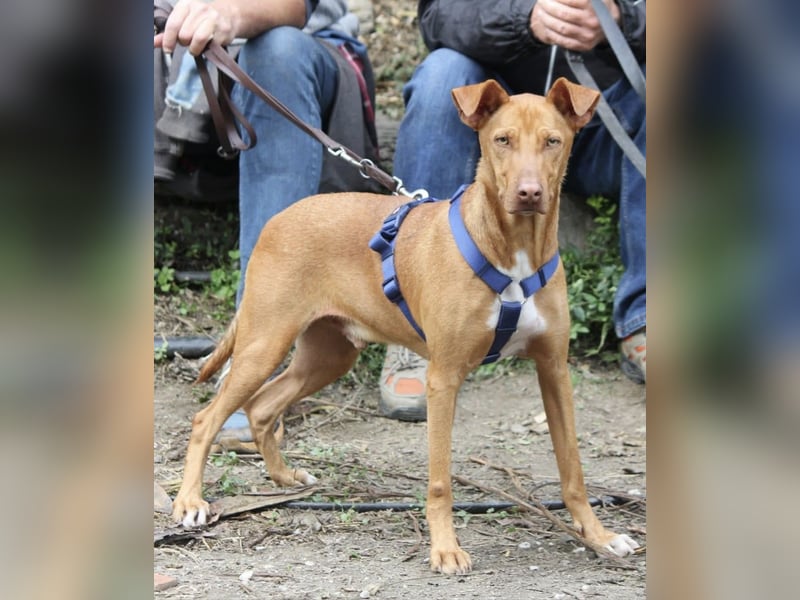 POLDI möchte dein Herz erobern