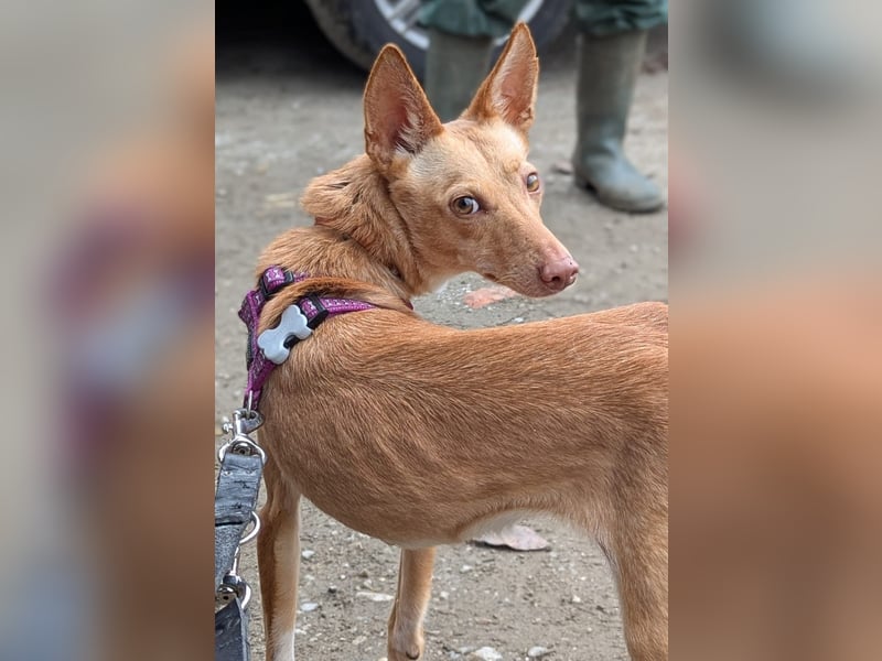 Pandora sucht ihre Familie