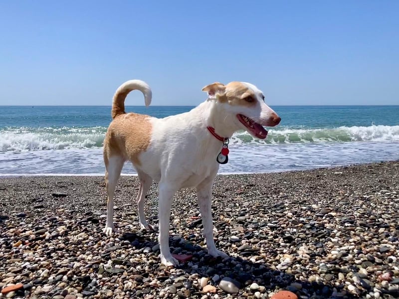 Sunny möchte dein Sonnenschein sein