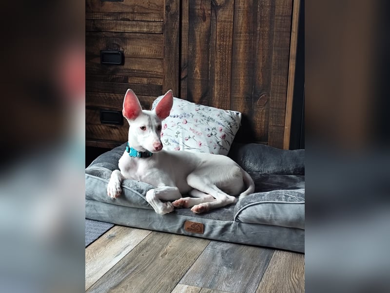 Schmusebär POGACAR sucht Kuschelplatz