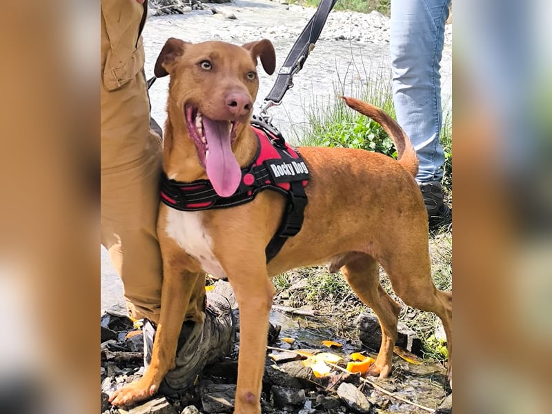 POLDI möchte dein Herz erobern