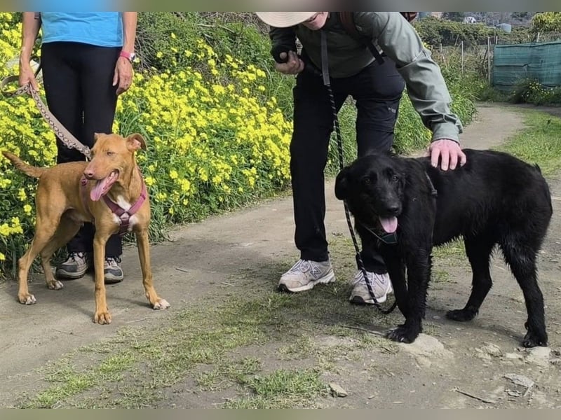 POLDI möchte dein Herz erobern