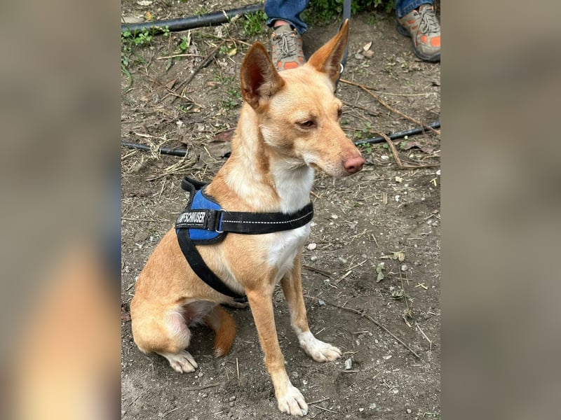 Pandora sucht ihre Familie