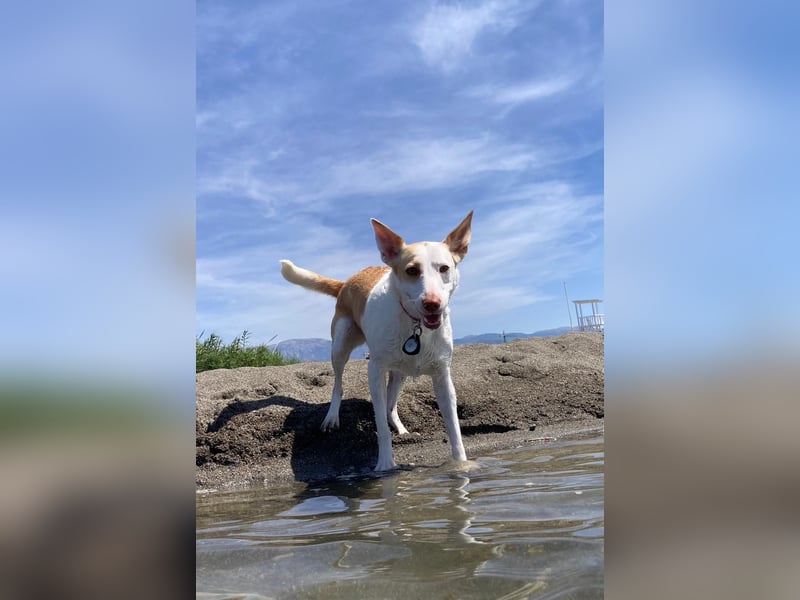 Sunny möchte dein Sonnenschein sein